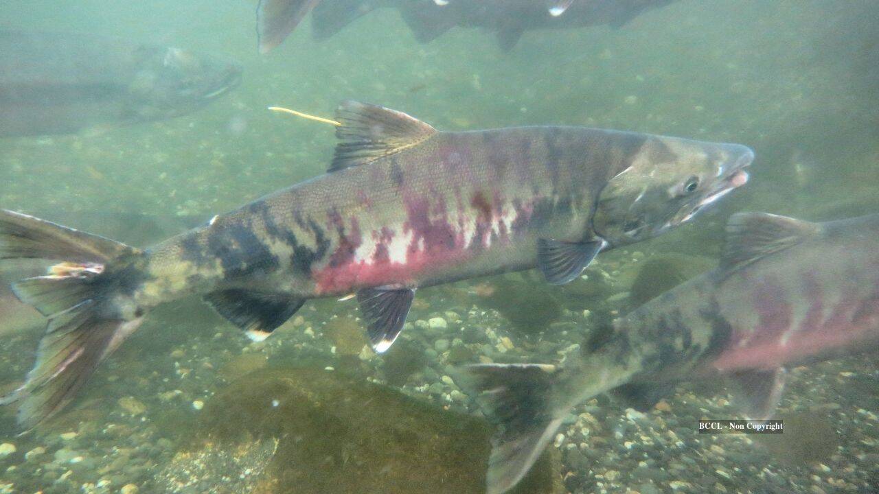 River restoration drives salmon population rebound in US watershed