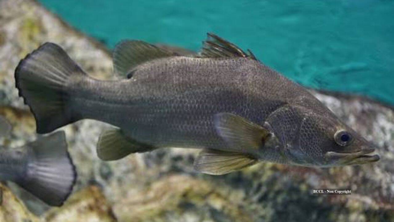 Invasive Nile perch wreaks havoc on Lake Victoria's ecosystem