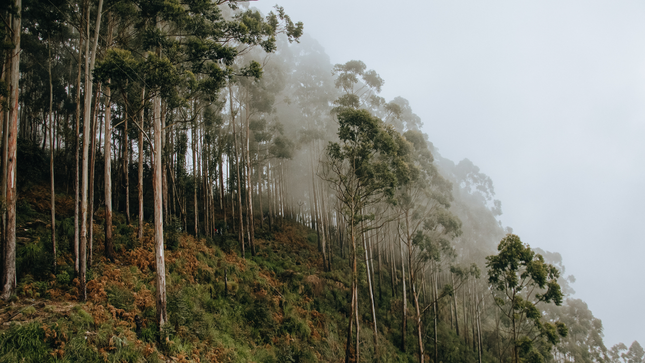 Eucalyptus plantations blamed for dramatic groundwater depletion in Brazil