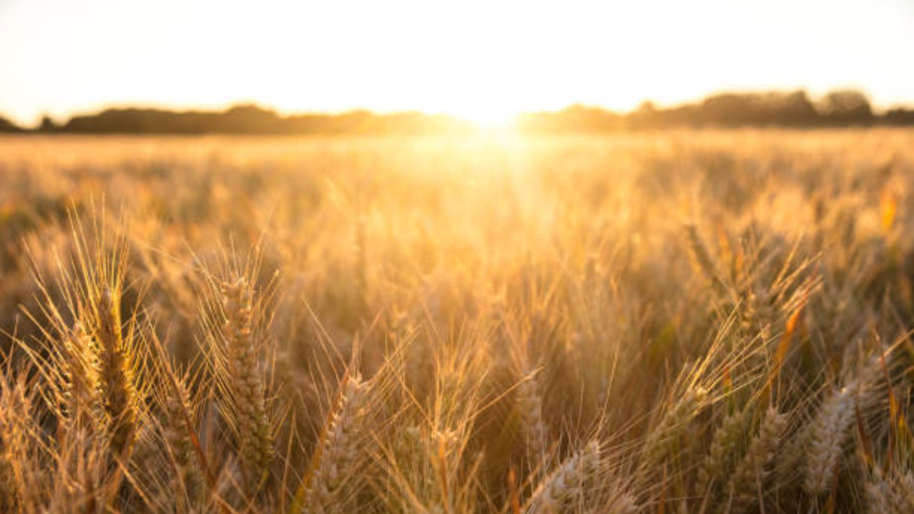 Six-decade study proves nature restores woodlands without human intervention