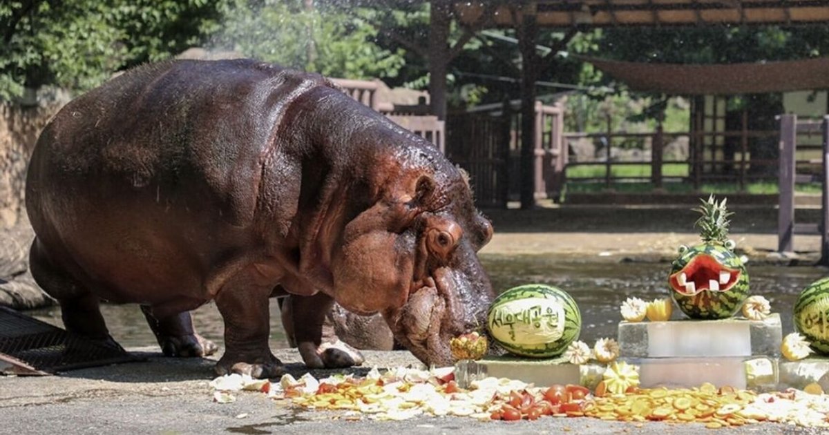 South Korea's Oldest Hippo Hasun Dies at Age 46