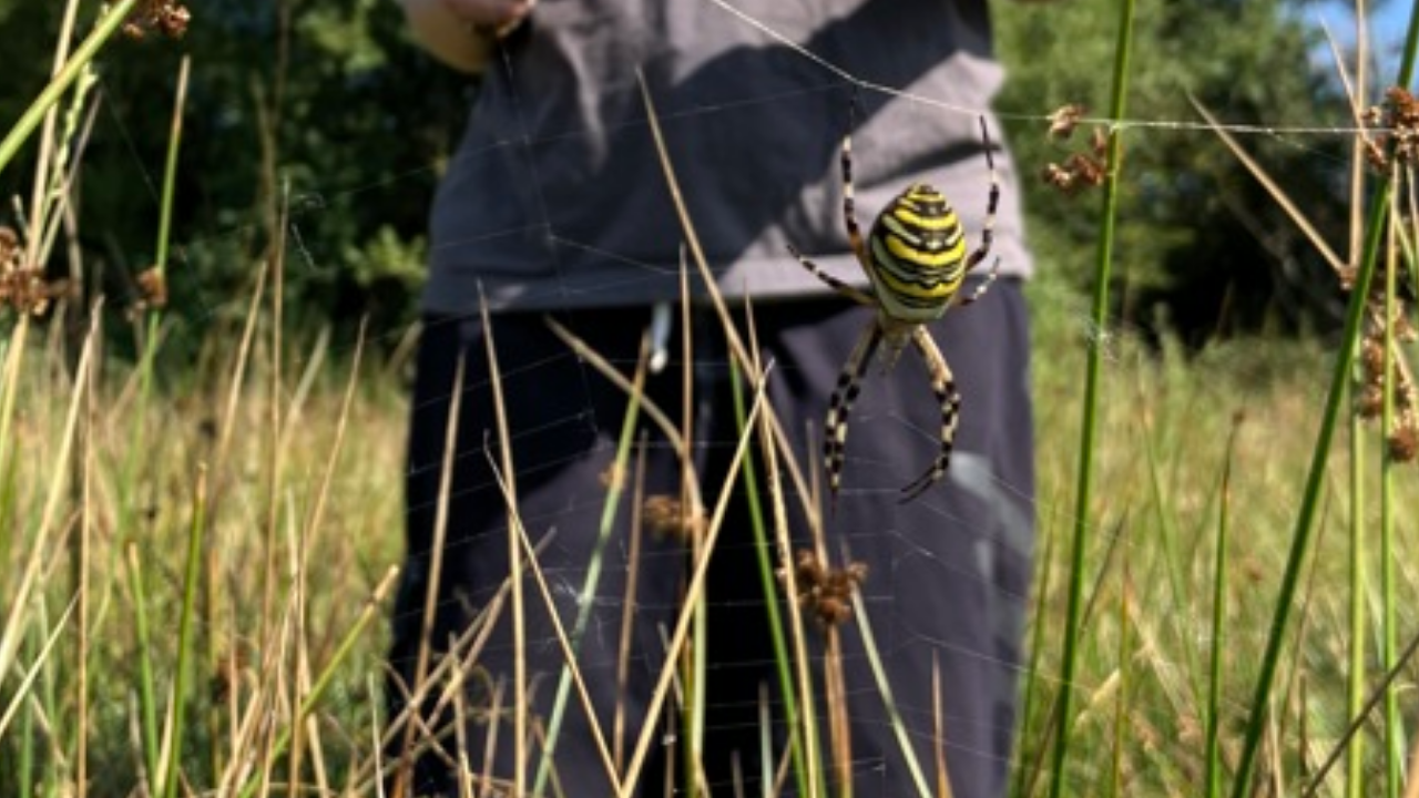 Wasp spider sighting marks northward species migration in Britain