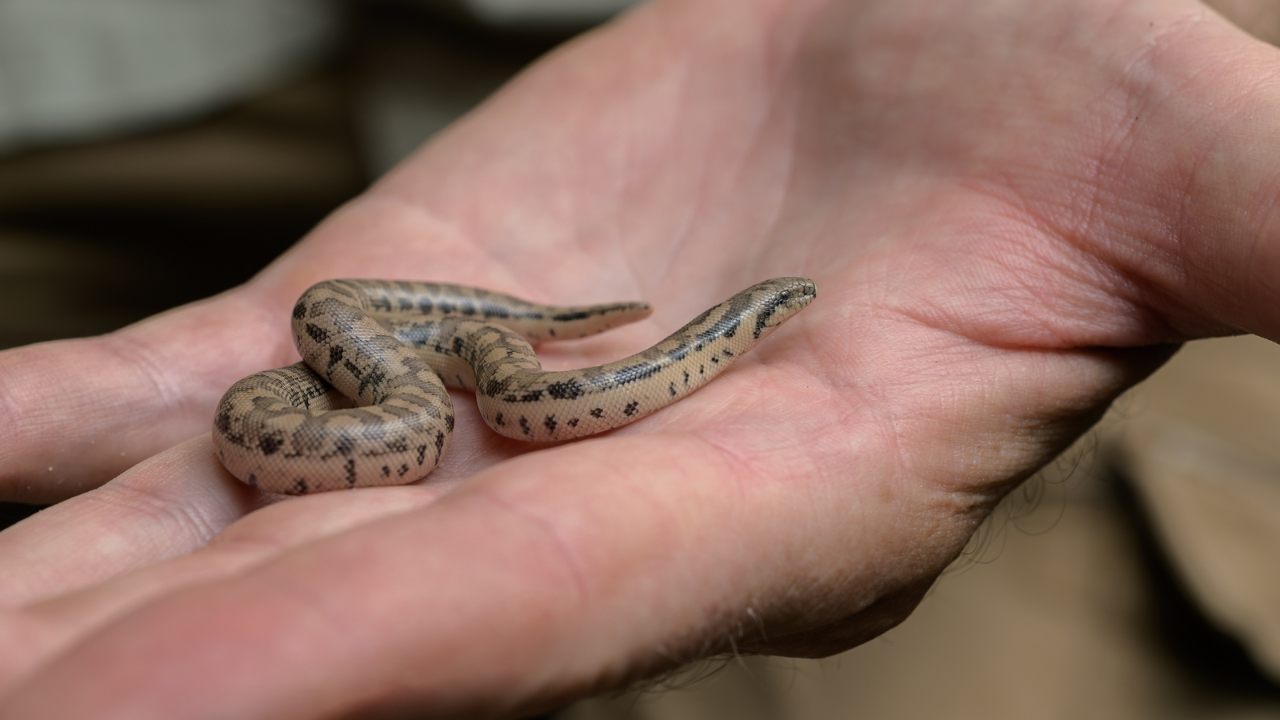 Prague Zoo achieves rare snake breeding success with rescued specimens
