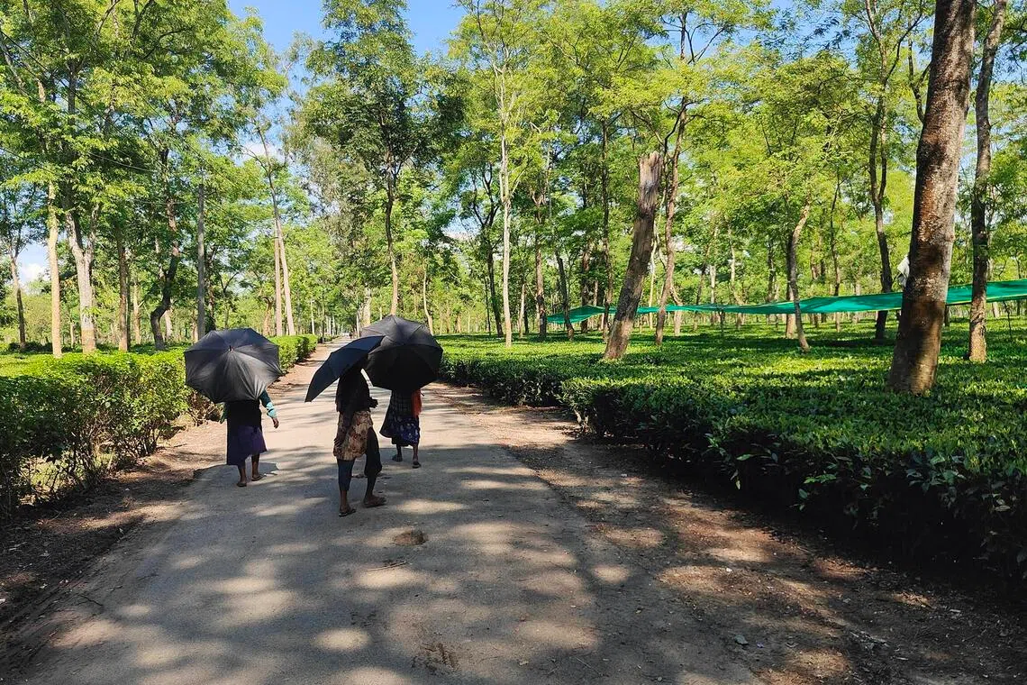 India enters global matcha market with Assam tea estate venture