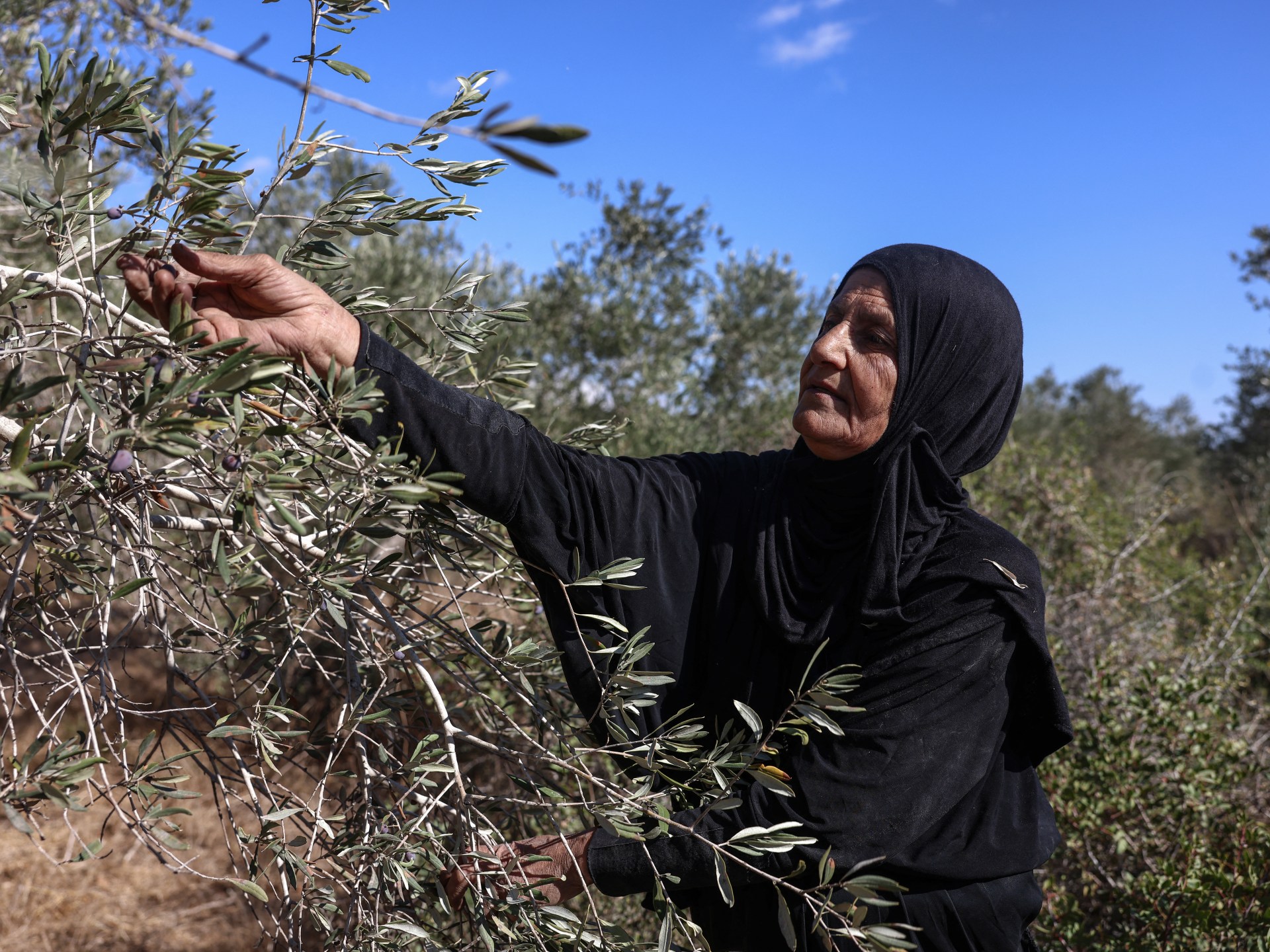 Israeli settlers' olive harvests threaten Palestinian farming traditions