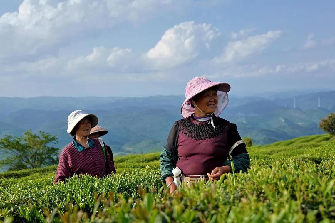 China's matcha boom transforms rural region, though Japan's cachet endures