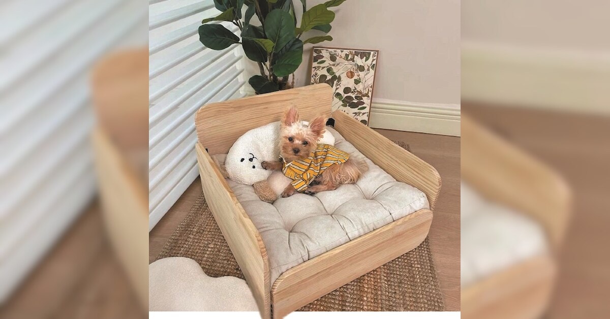 Luxury pet accessories market booms as affluent Indians pamper their pets