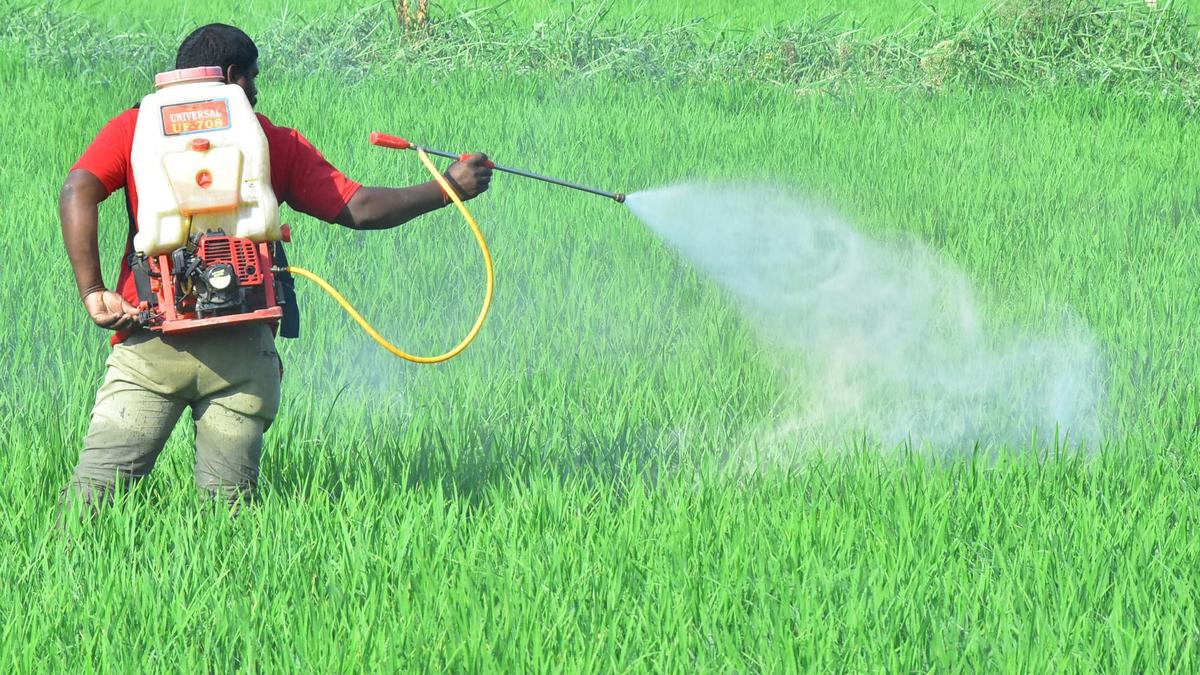 Chemical residues in Telangana vegetables face market rejection