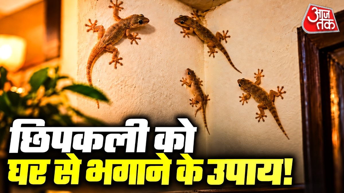 Safe methods to keep lizards away from Indian homes without harm
