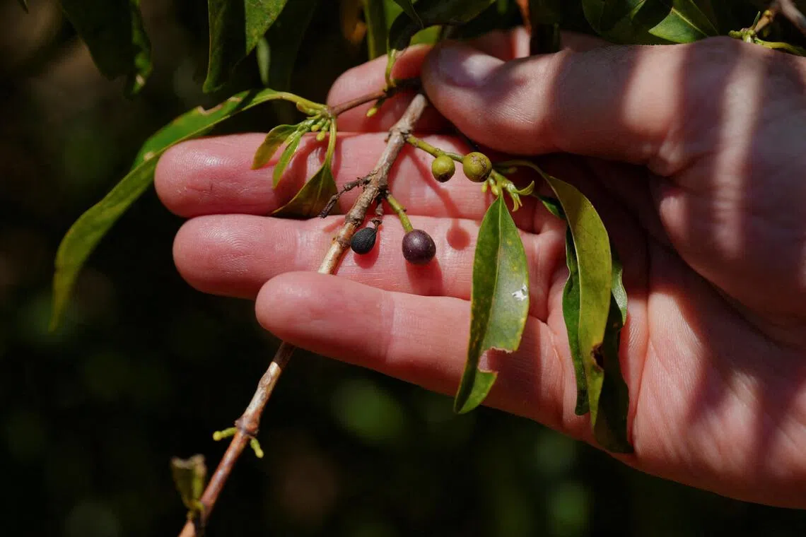 Arabica coffee stocks plunge to 26-year low, underpinning prices