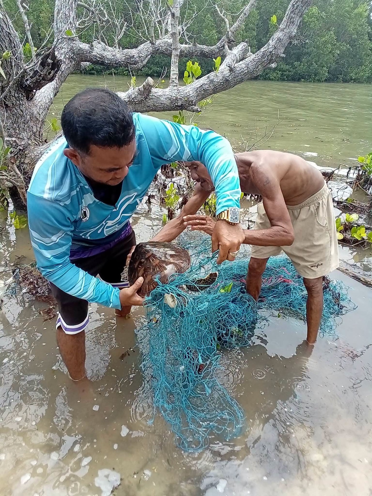 Green sea turtle freed from fishing net off Romblon