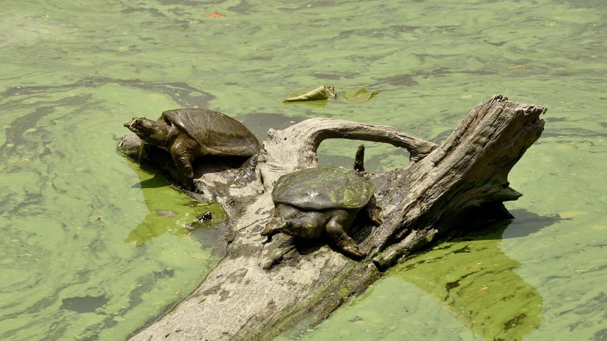 Protected turtle sanctuary faces ecological crisis as pollution threatens rare species