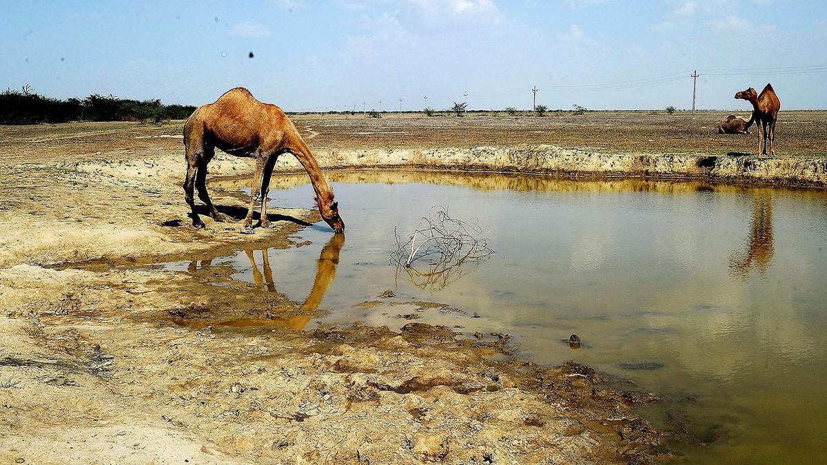 Gujarat declares four districts drought-affected following monsoon shortfall