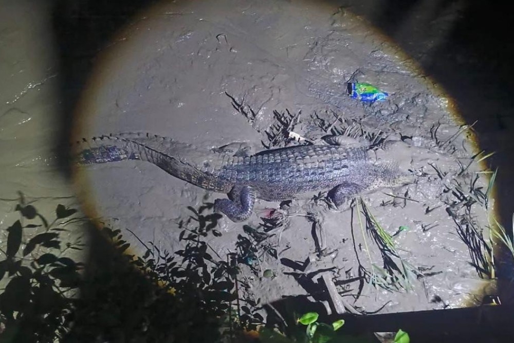 13-foot crocodile captured after scavenging through trash in Sarawak