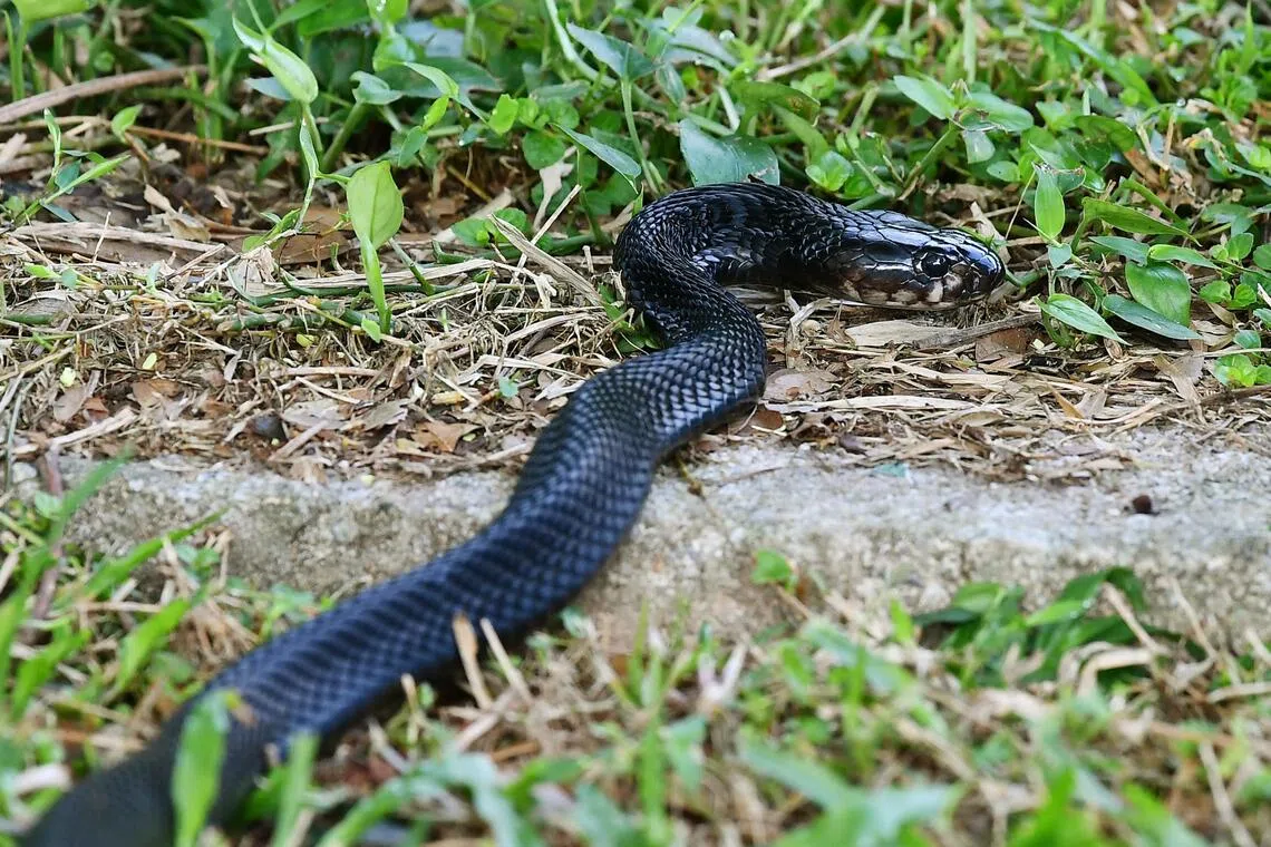 NParks unable to locate venomous cobra spotted near Serangoon Gardens