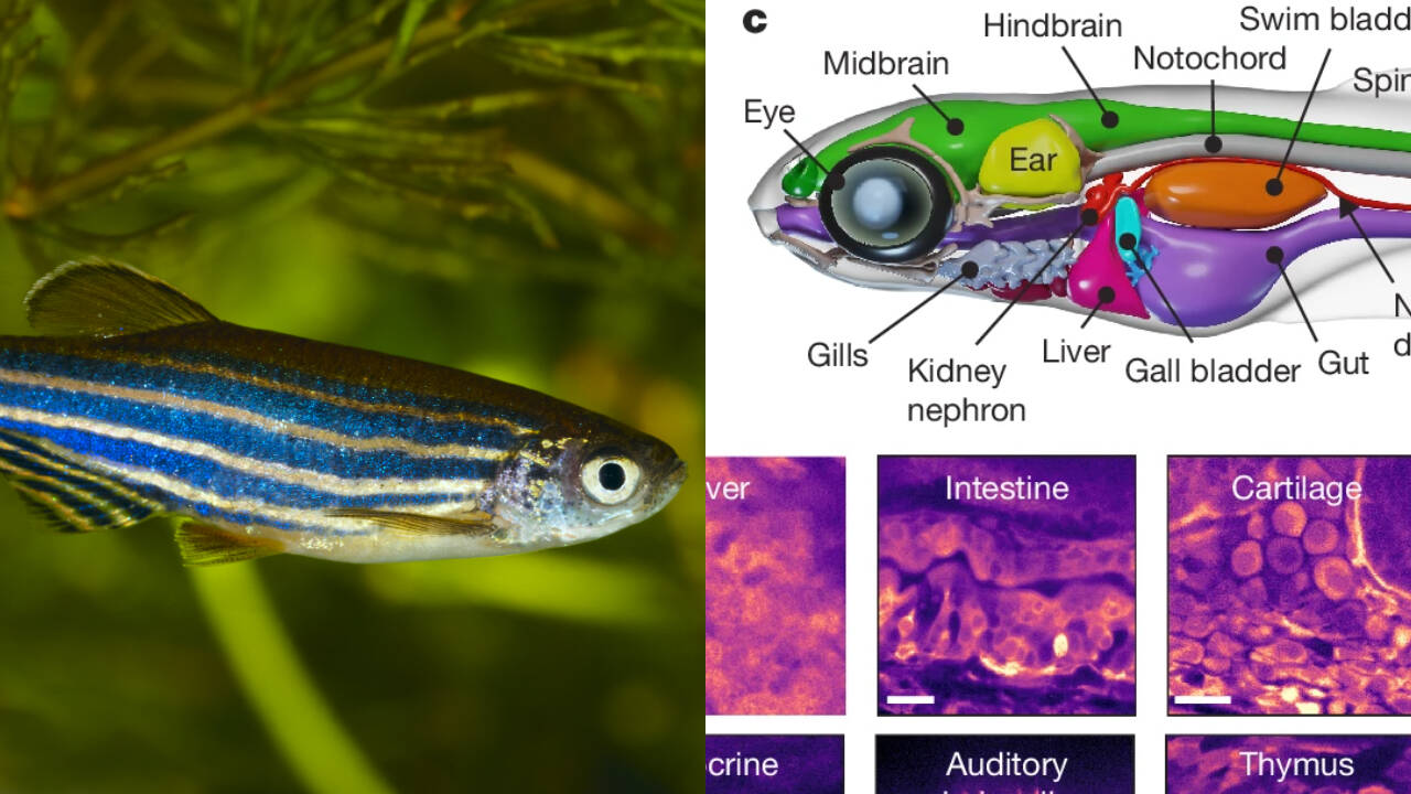 Scientists achieve breakthrough in tracking individual cells in living organisms