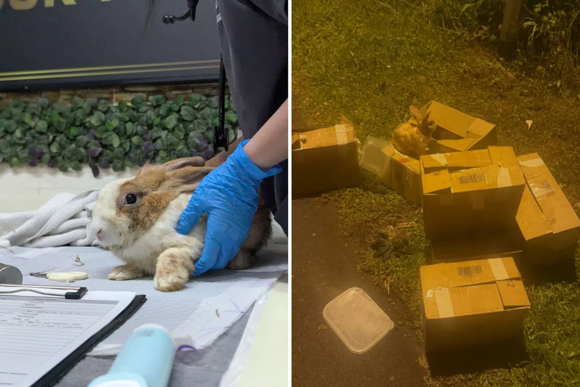 Seven baby rabbits die in Seletar rescue operation; adults to be rehomed