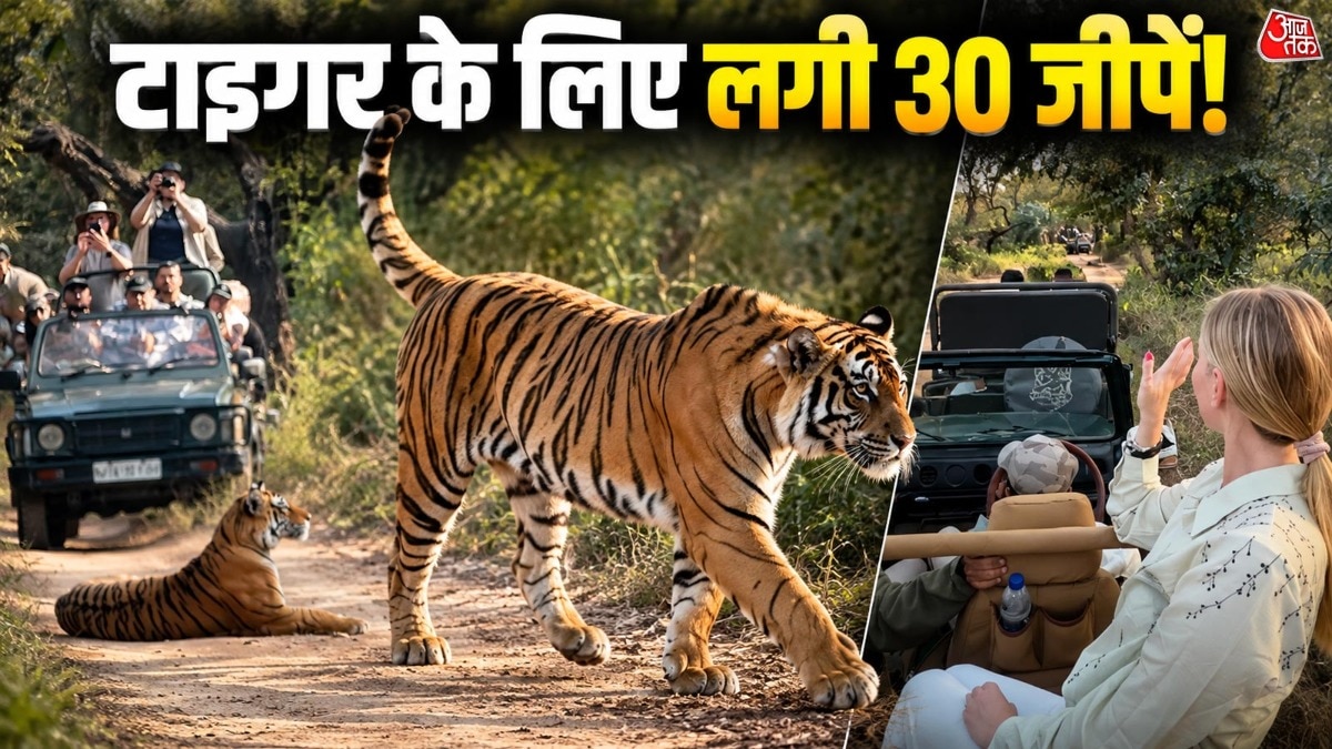 Tiger's Roadside Nap Triggers 30-Jeep Queue at Ranthambore