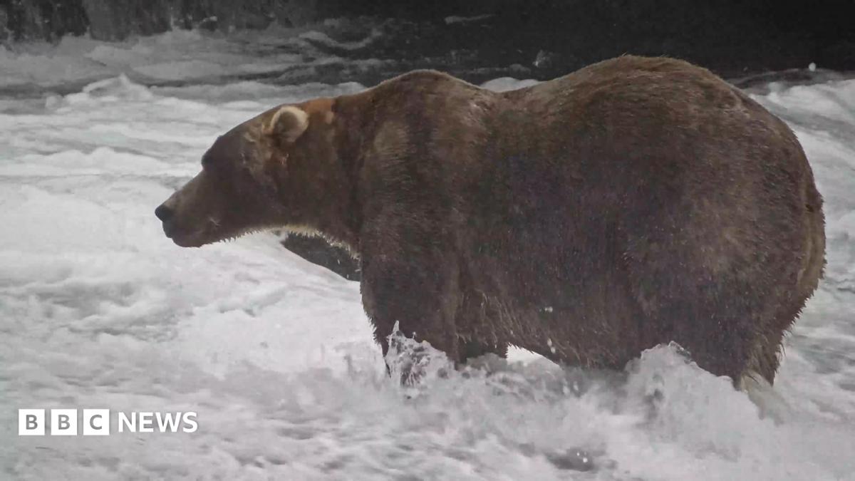 Alaska's 'Backpack' crowned Fat Bear Week champion