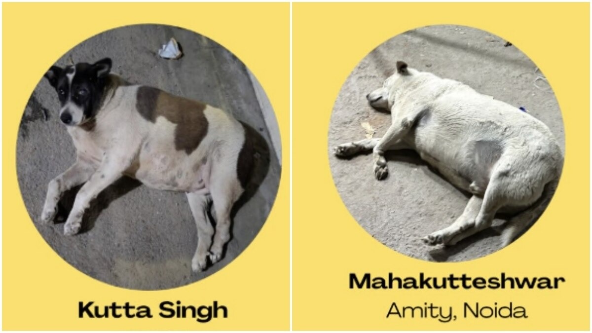Delhi crowns its chubbiest canine in first online voting contest