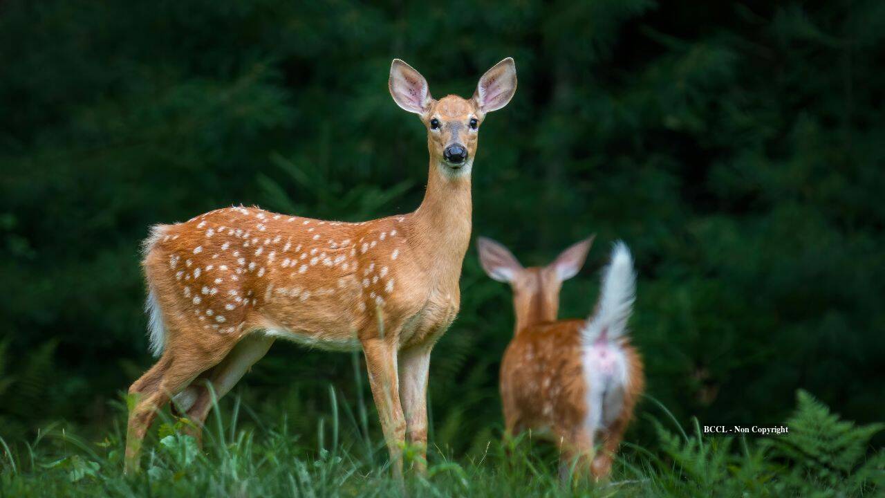Deer Quickly Adapt to Human Voices, Initial Flight Response Fades
