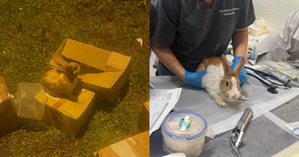 Seven abandoned baby rabbits die despite rescue bid in Singapore