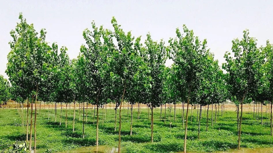 Shisham plantations offer path to wealth creation, experts suggest