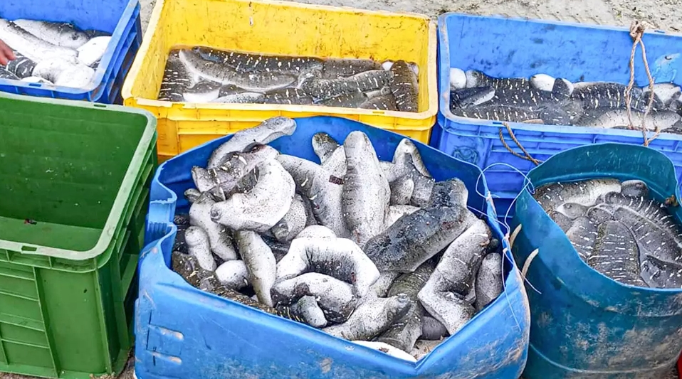Navy apprehends seven suspects, seizes 1,400 sea cucumbers in northern waters