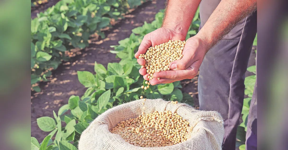 India's soybean output set to dip 2% despite regional production gains