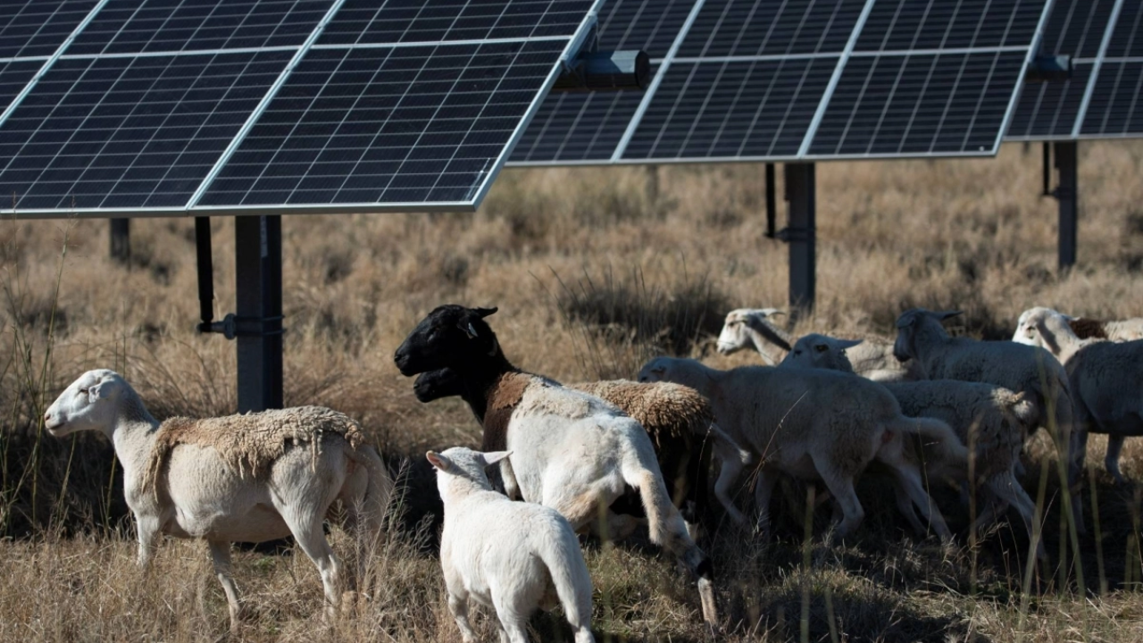 Texas farmer expands flock to 10,000 sheep via solar farm grazing deal