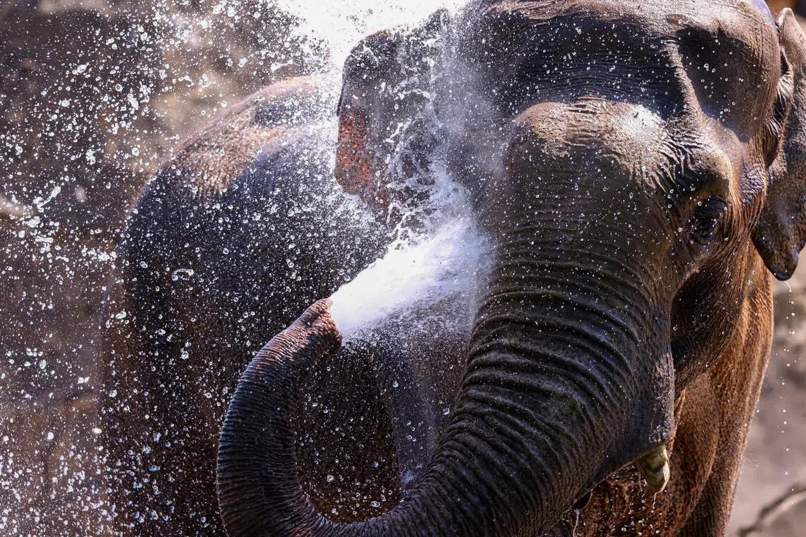Massive fires destroy nearly 383,000 hectares of Sumatran elephant habitat