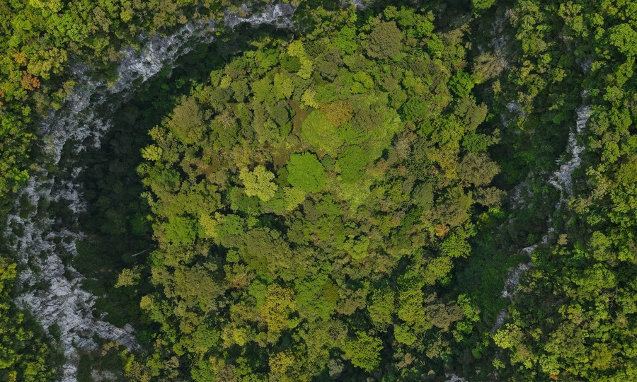 Ancient forest thrives in Vietnam's massive underground sinkhole