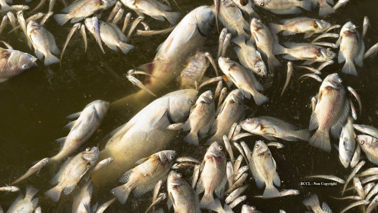 Seattle light rail expansion blamed for mass fish kill in lake