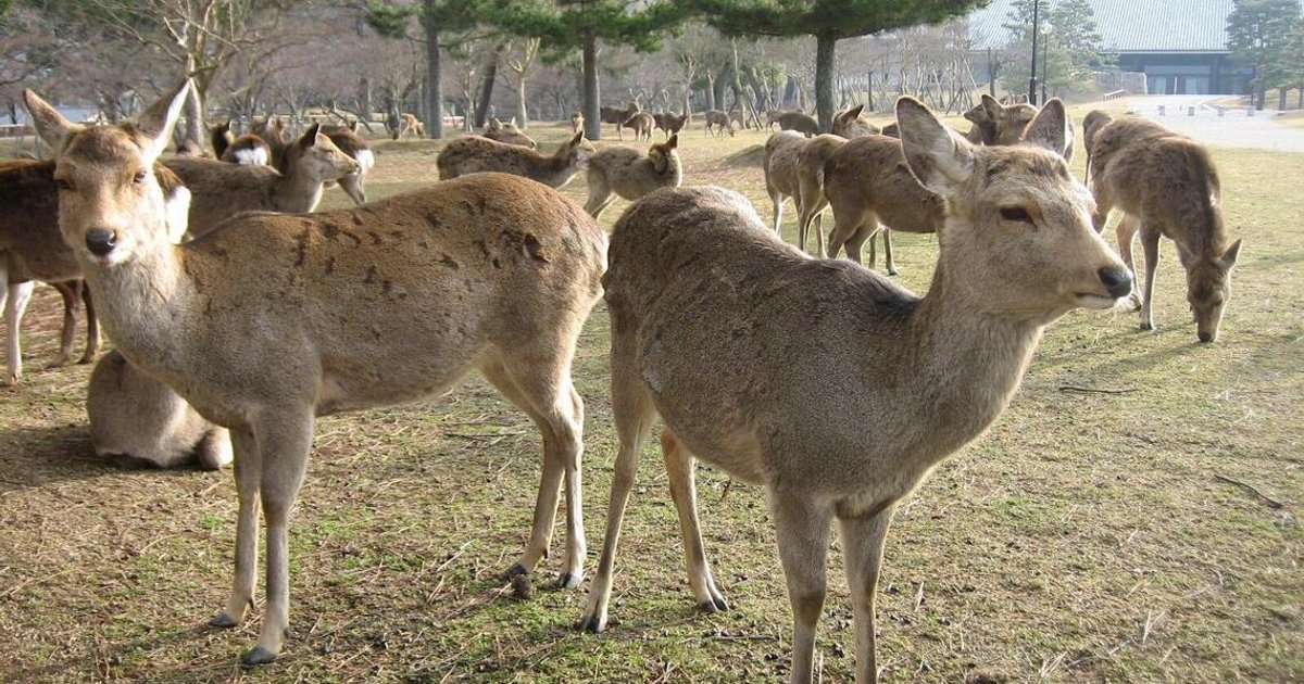 Nara authorities intensify patrols after mysterious deer deaths near temples
