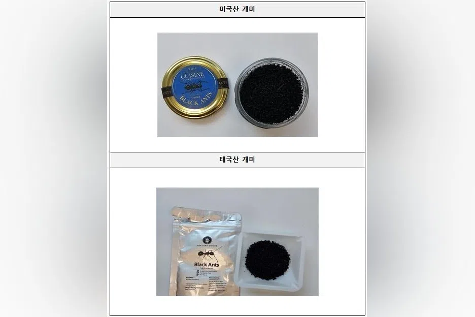 Seoul Michelin restaurant penalized for using dried ants as dessert garnish