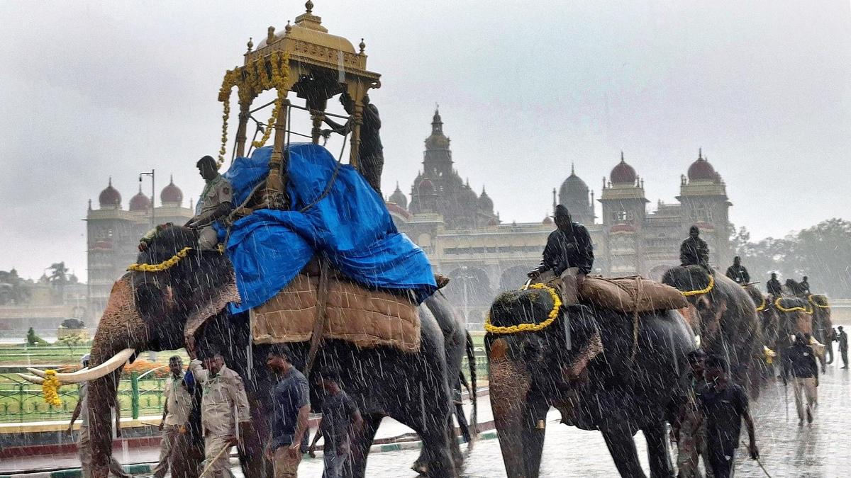 Mysuru Selects New Dasara Elephant to Carry Historic Howdah