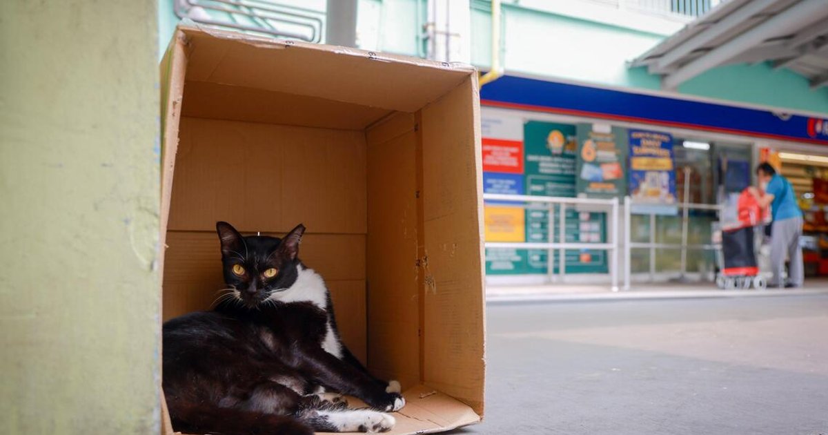 Singapore animal facilities deploy measures to shield creatures from haze