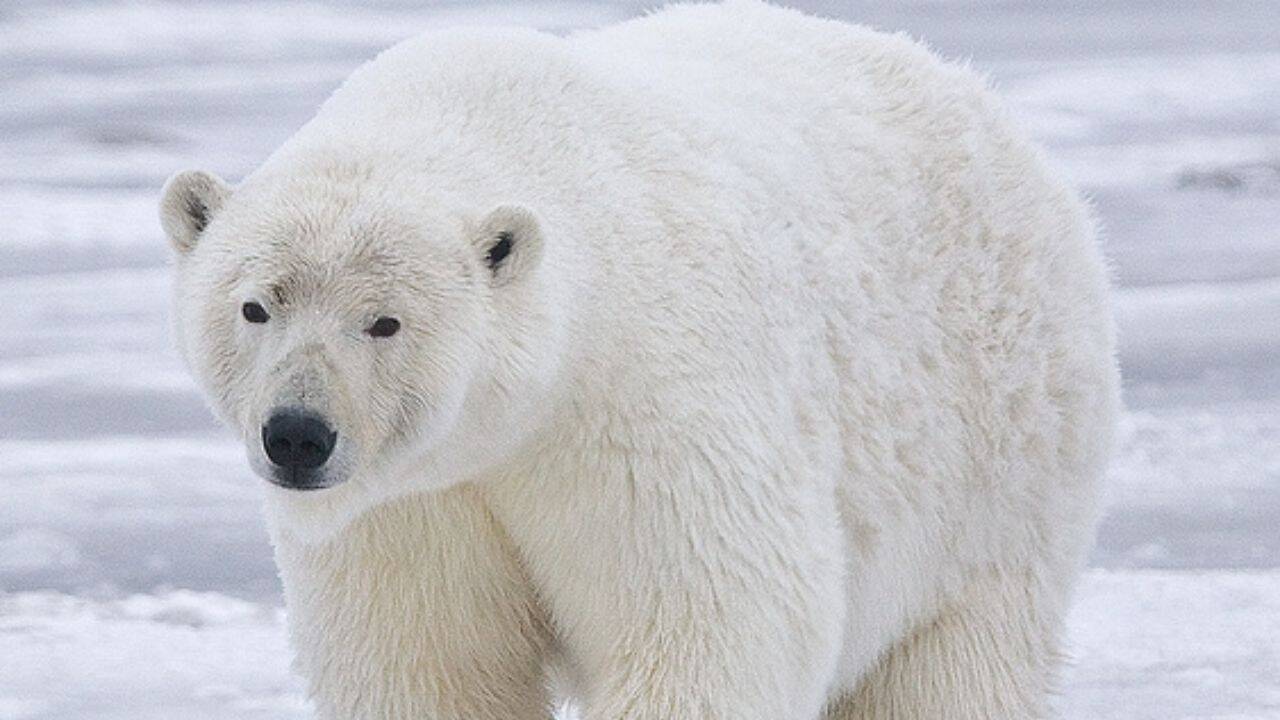 Polar Bear Decimates Alaska Seabird Colony in Rare Incident
