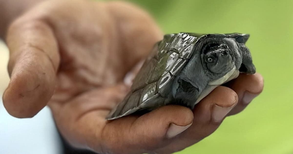 Populasi Hidupan Liar Merosot 73 Peratus Sejak 1970