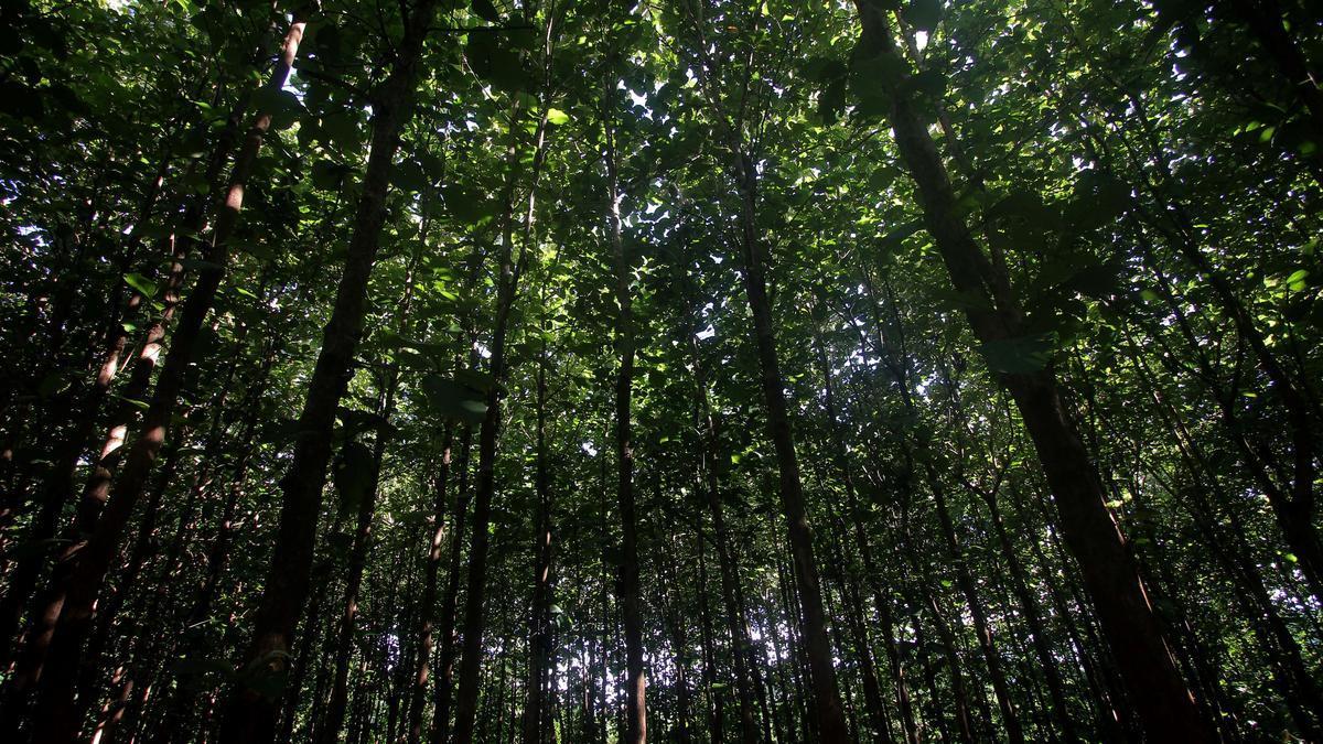 Environmental groups defend Kerala collector against threats over court orders