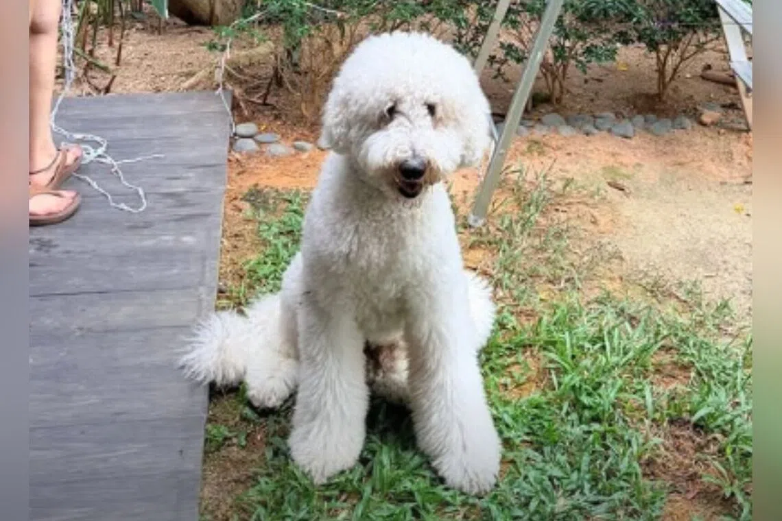 Man charged after poodle dies at Tanjong Katong pet grooming facility