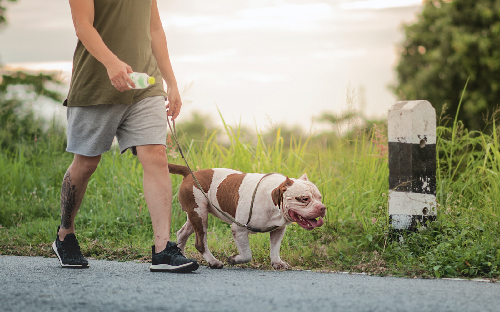 Vienna's dog owners urged to carry water to protect urban trees