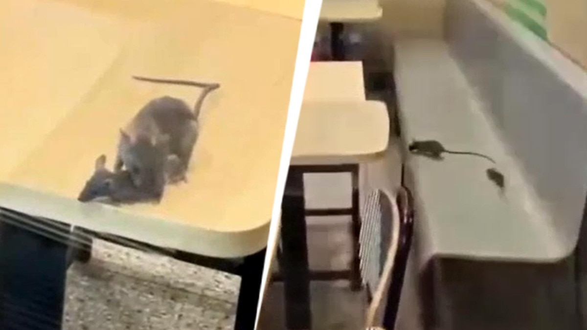 Rodents Spotted in McDonald's Dining Area as Video Goes Viral