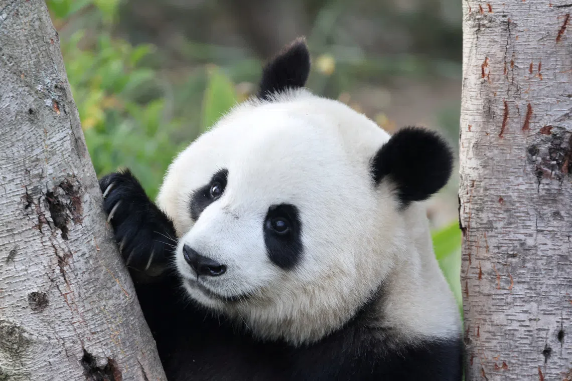 China to send giant pandas to Atlanta zoo in diplomatic gesture