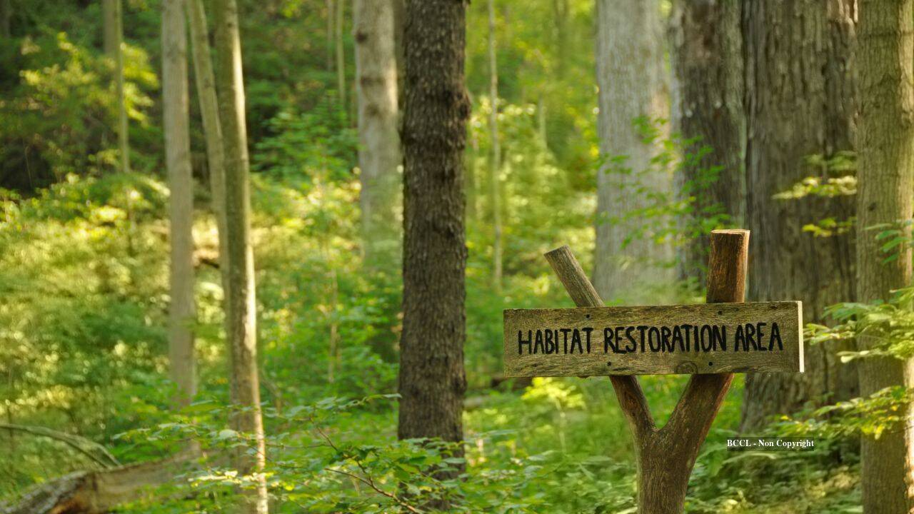 Anonymous benefactor funds major forest restoration initiative in US city