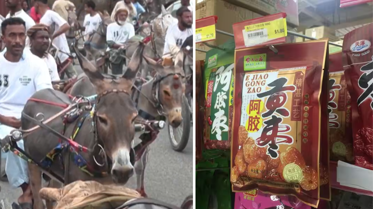 Pakistani donkeys find unexpected market in China's traditional medicine boom