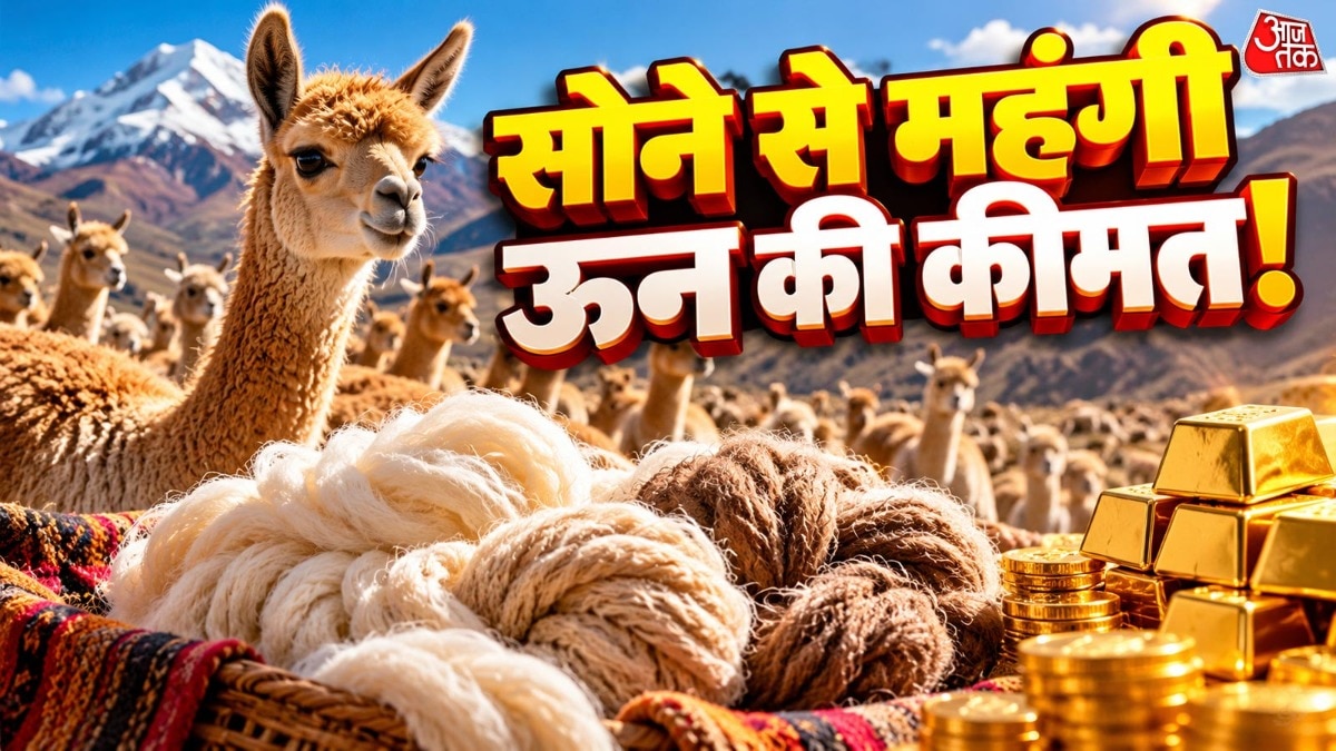 विकुना की ऊन: राजकीय विलासिता का प्रतीक, जानिए कीमत