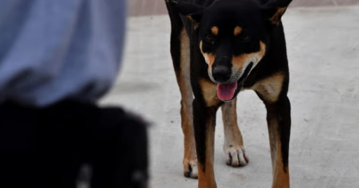 Kedah catat kematian pertama kes rabies dalam 28 tahun