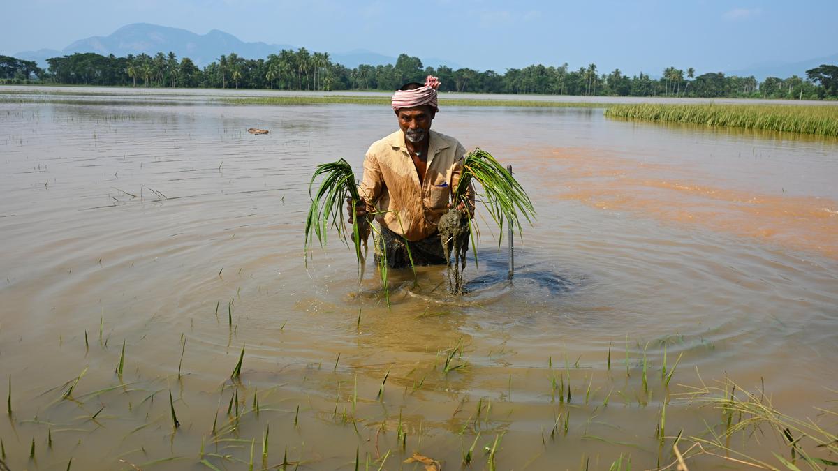 Officials ordered to accelerate crop damage survey in cyclone-affected areas
