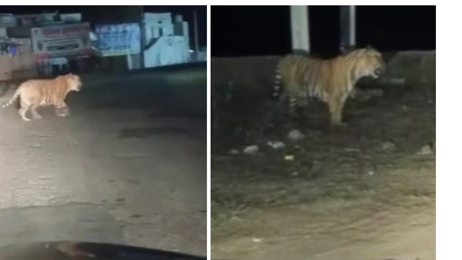 Tiger spotted straying from Sariska sanctuary onto Alwar-Jaipur highway